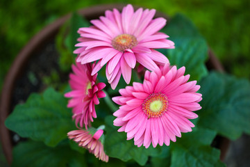 Pink gerbera daisies in a flower pot outside in the garden
