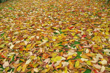 Immense tapis de feuilles mortes dorées.