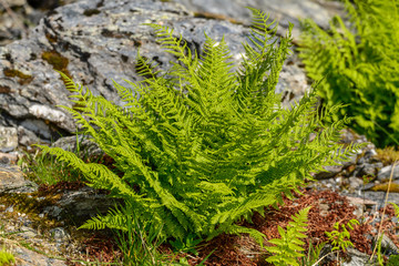 Plant ferns in nature