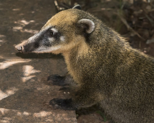 Side View Coati at Iguazu Park in Argentina
