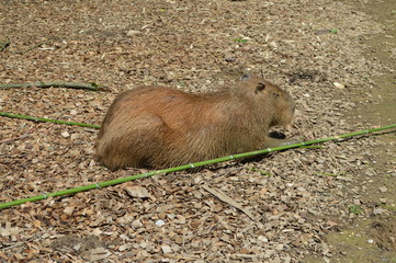 Fototapeta premium capybara the largest rodent