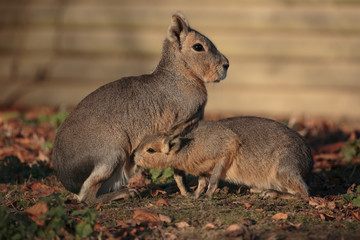 Pampashase "Dolichotis" Mara