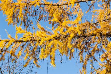 Fototapeta premium Branch of larch yellow against the bright blue sky in late autumn