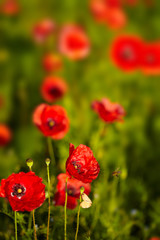 Beautiful poppies on the meadow