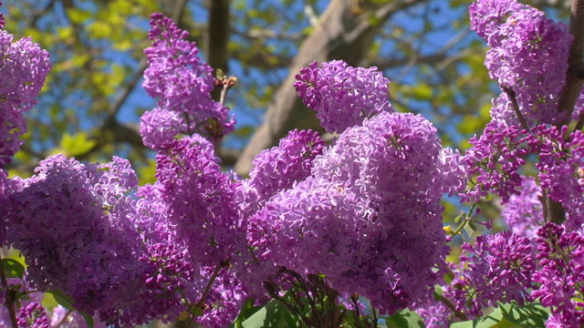 blooming spring lilac