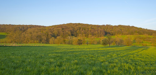 Fototapeta premium Trees in a sunny meadow in spring 