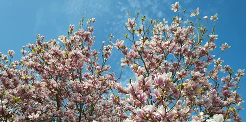 Crédence de cuisine en verre imprimé Magnolia Magnolia en fleurs dans un ciel bleu au printemps