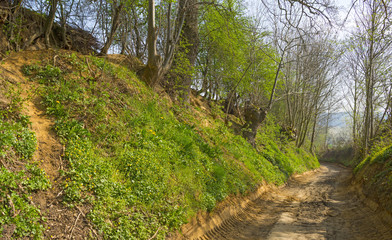 Dirt road along a field in spring