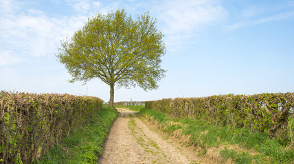 Fototapeta na wymiar Dirt road along a field in spring