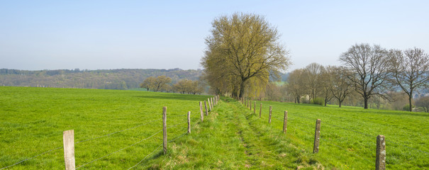 Fototapeta na wymiar Trees in a sunny meadow in spring 
