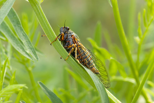 The Cicadetta montana or New Forest Cicada on green stem.