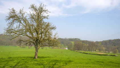 Trees in a sunny meadow in spring 