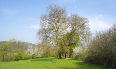 Obraz premium Trees in a sunny meadow in spring 