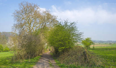 Fototapeta na wymiar Path through a forest in sunlight in spring 