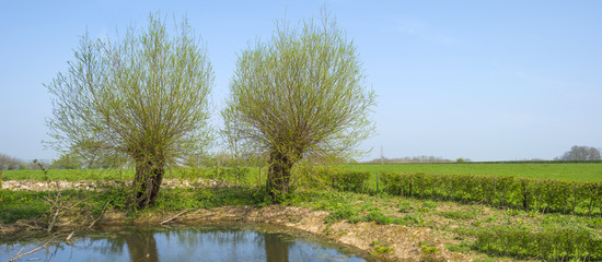Pollard willows along a sunny lake in spring 