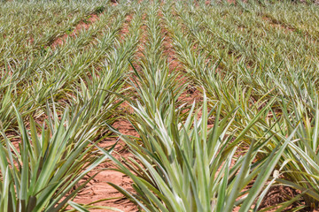 Fototapeta premium pineapple plant in garden