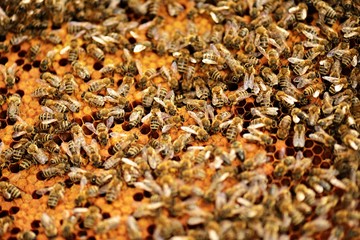 abeilles