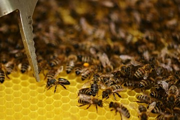 abeilles