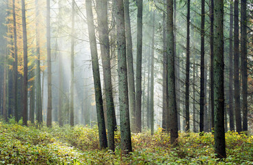Nadelwald im Morgennebel © Gabriele Rohde