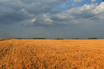 field after harvest