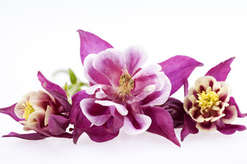 purple flowers of Aquilegia vulgaris on white background
