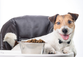 Smiling pet with bowl of dog food on baby chair. Jack Russell Terrier eating kibble