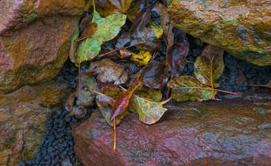 Detail of a rockery after rain in autumn