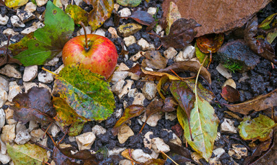 Apple fallen from an apple tree in autumn