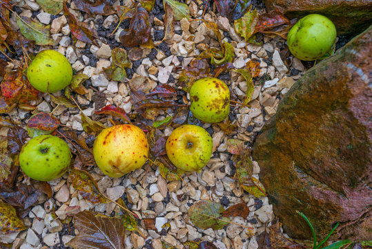 Apples fallen from an apple tree in autumn