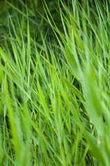 Fototapeta na wymiar Grass（草）