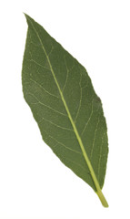 Fototapeta na wymiar Fresh bay leaf, isolated on white