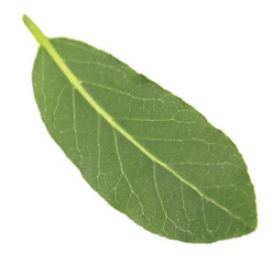 Fresh bay leaf, isolated on white