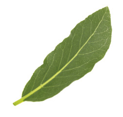 Fresh bay leaf, isolated on white