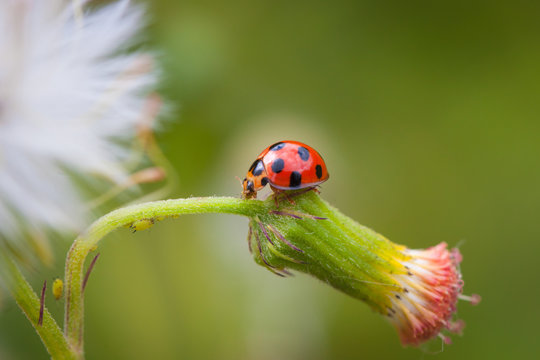 Ladybug on flowers