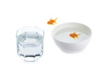 golden fish in water bowl isolated on white background