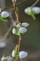 Blueberry Flowers