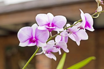 Fototapeta na wymiar Beautiful orchid Pink (orchid flower border design) 