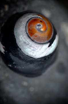 Black Turban Snail