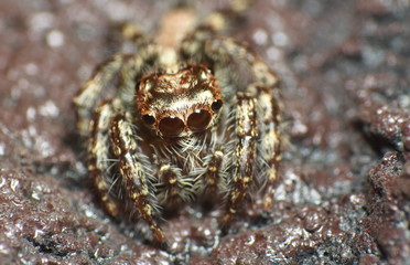Jumping spider
