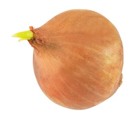 Fresh Onion with Green Sprout on White Background