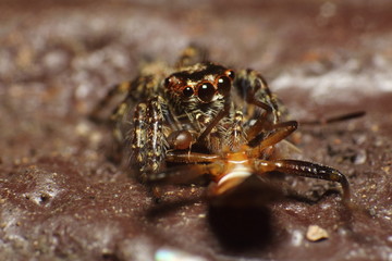 Jumping spider