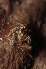 Jumping spider