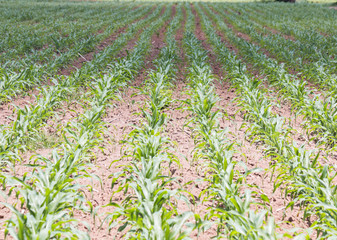 corn agricultural plot at countryside