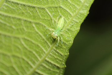 Jumping spider
