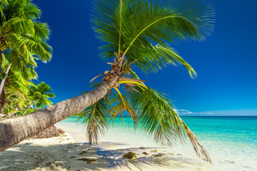 Palm tree overhanding the inviting lagoon on Fiji Island