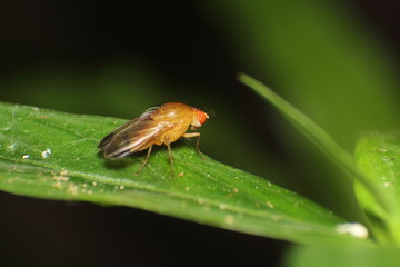 Small insect and bug
