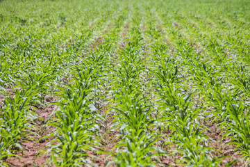 Fototapeta premium corn agricultural plot at countryside