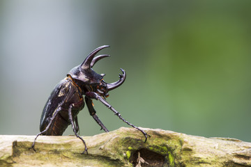 Rhinoceros Beetle.
Beautiful Rhinoceros beetle found in the wild.