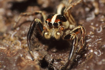 Jumping spider