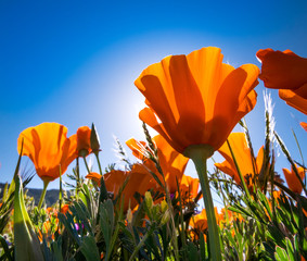 Naklejka premium California Golden Poppies against a blue sky